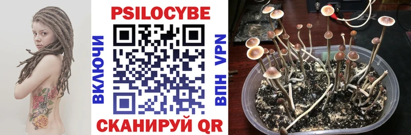 Псилоцибиновые грибы Cubensis  Талдом 
